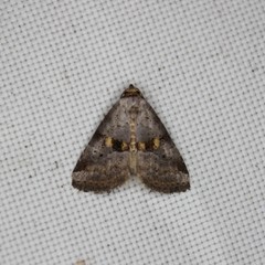 Hyperstrotia flaviguttata