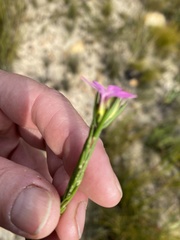 Acmadenia sheilae