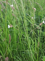 Silene latifolia