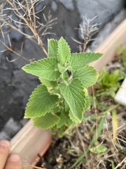Nepeta cataria