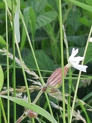 Silene latifolia