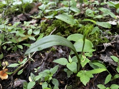 Platanthera clavellata