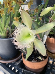 Rhyncholaelia