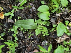 Platanthera clavellata