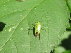 Calocoris