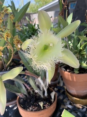 Rhyncholaelia