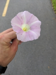Ipomoea lindheimeri