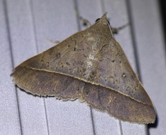 Hypospila dochmotoma