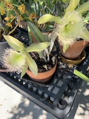 Rhyncholaelia