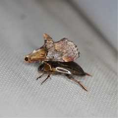 Cacozelia basiochrealis