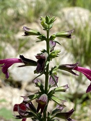 Salvia pentstemonoides