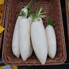 Raphanus sativus longipinnatus