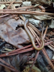 Eurycea chamberlaini