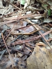 Eurycea chamberlaini