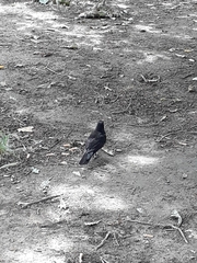 Turdus merula