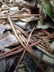 Eurycea chamberlaini