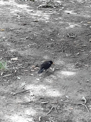 Turdus merula