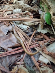 Eurycea chamberlaini