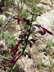 Salvia pentstemonoides