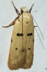 Stibaromacha ratella