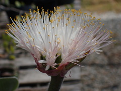 Haemanthus humilis