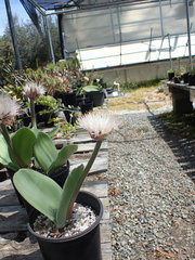 Haemanthus humilis