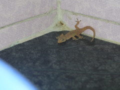 Hemidactylus frenatus