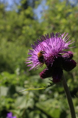 Cirsium rivulare