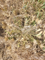 Astragalus calycinus