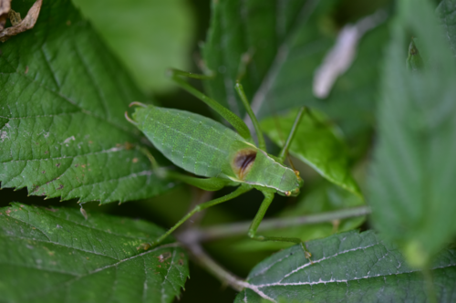 kobylka Kraussova (Isophya kraussii)