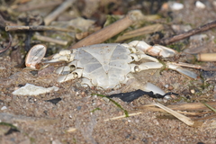 Callinectes sapidus