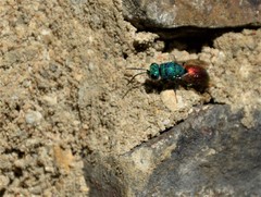 Chrysis impressa