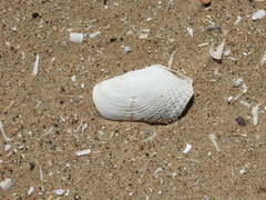 Zirfaea crispata