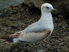 Larus canus