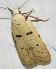 Stibaromacha ratella