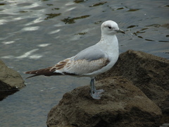 Larus canus