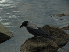 Corvus cornix
