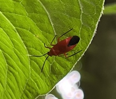 Coccobaphes frontifer