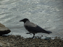 Corvus cornix