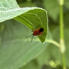 Coccobaphes frontifer