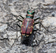 Cicindela limbalis