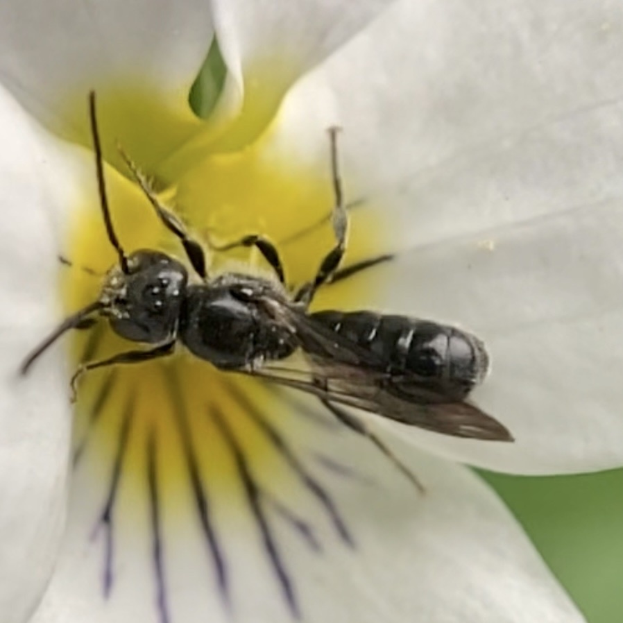 Mock-orange Scissor Bee
