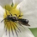 Mock-orange Scissor Bee - Photo (c) Michelle Orcutt, some rights reserved (CC BY), uploaded by Michelle Orcutt