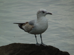 Larus canus