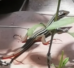 Aspidoscelis angusticeps