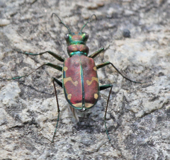 Cicindela limbalis