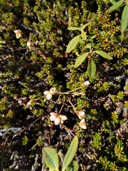 Vaccinium boreale