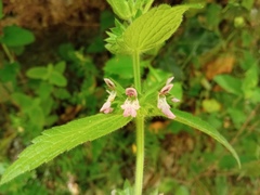 Stachys alpina