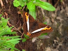 Adelpha corcyra