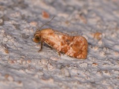 Cochylis bucera